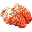 Cervelle de veau, 1 pièce