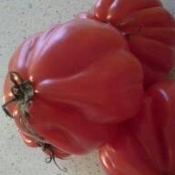 Tomates coeur de boeuf 900g