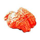 Cervelle de veau 380 g