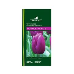 12 tulipes Purple prince