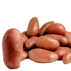 Pommes de terre de consommation Rou. raclette tartiflette 2.5kg