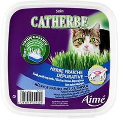 Herbes fraiches depuratives pour chat