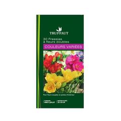 Freesia double 'couleurs variees'