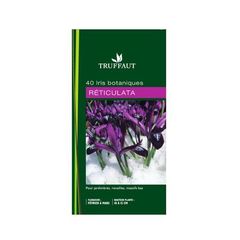 Iris botanique 'Reticulata'