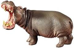 Hippopotame- 14681