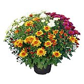 Chrysanthèmes multifleurs tricolore 50-60 Pot 3L