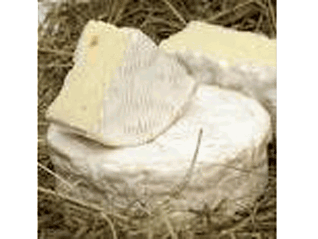Camembert bio au lait cru ISIGNY SAINTE MERE, 45%MG, 250g