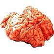 Cervelle de veau 200 g