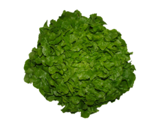 Salade feuille de chêne