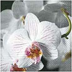 20 Serviettes en papier Beautiful Orchid, 3 plis, 33x33cm