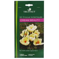 30 Crocus botaniques Cream Beauty