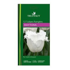 Tulipe dentelle 'Daytona' blanche