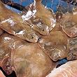 Limande sole, Microstomus kitt, vidée, Bretagne, pêché en Atlantique ord Est 300 g