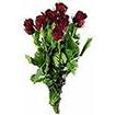 Roses 50 cm Ton Froid, coloris assortis