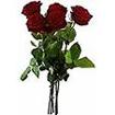 Roses 60 cm rouge